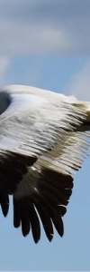 Whooping Crane Festival